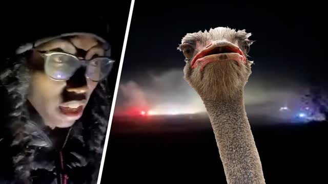 Mysterious fire breaks out at Universal Ostrich Farms