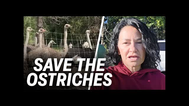 Rebel reinforcements headed to Universal Ostrich Farms