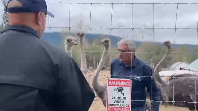 NOW: Feds enter the Universal Ostrich Farm to conduct culling, Rebel on the ground