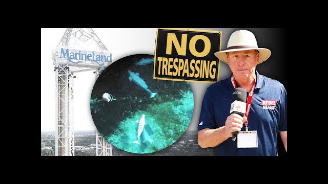 Marineland under scrutiny as beluga whale and harbour seal pass away