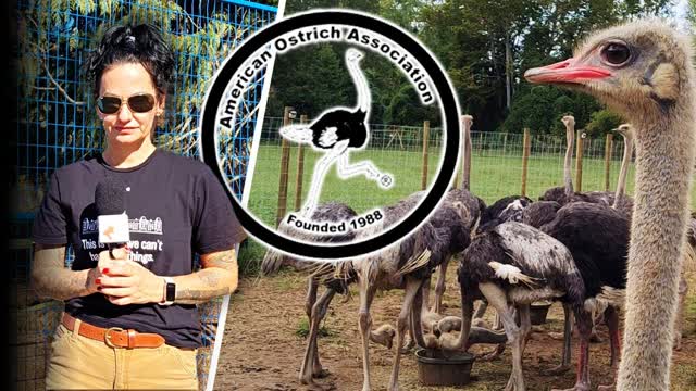 US experts say ostriches don�t spread bird flu � so why is Ottawa prepping to kill 400 of them?