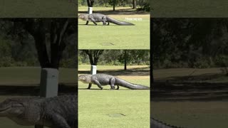 Massive alligator strolls through Florida golf course: 'Boo!'
