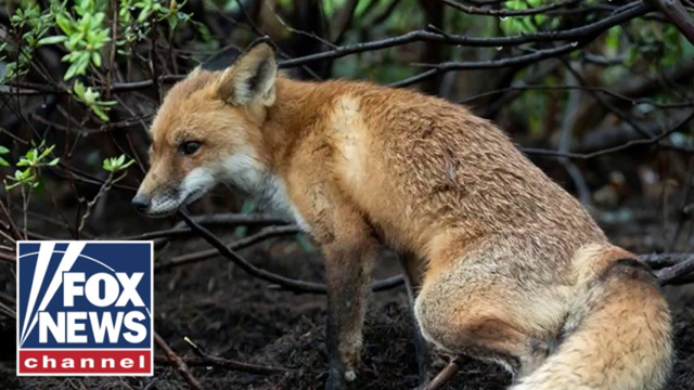 'Capitol fox' runs wild on Capitol Hill