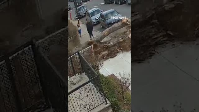 Tree crashes onto sidewalk just seconds after family walks by