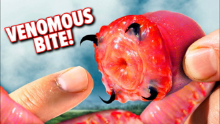 BITTEN by a GIANT Bloodworm!