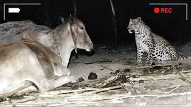 Farmer sets up camera to learn why a leopard visits his cow at night. The reason surprised everyone!