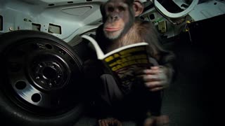 Trunk Monkey Bridge HD  Suburban Auto Group