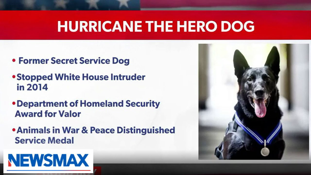 Hurricane the Hero Dog honored with distinguished service medal | 'Spicer and Co.'