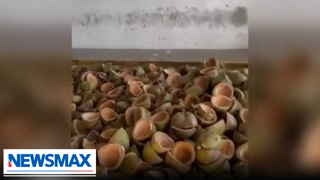 600lbs of fentanyl found stuffed in coconuts