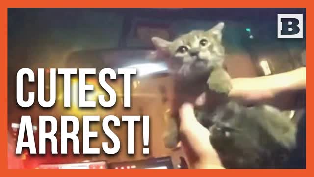 Not All Heroes Wear Capes � Some Carry Kittens