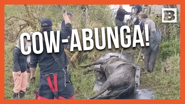 Moo-ving Rescue: Firefighters Save Stranded Cow from Bog