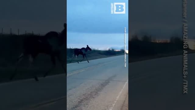 Rare Albino Moose Spotted Alongside Typical Companion in Canada