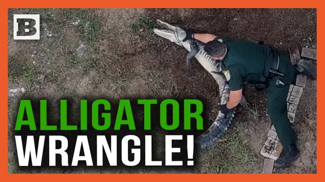 Another Day in Florida: Sheriff Deputies Wrangle Gator in Backyard