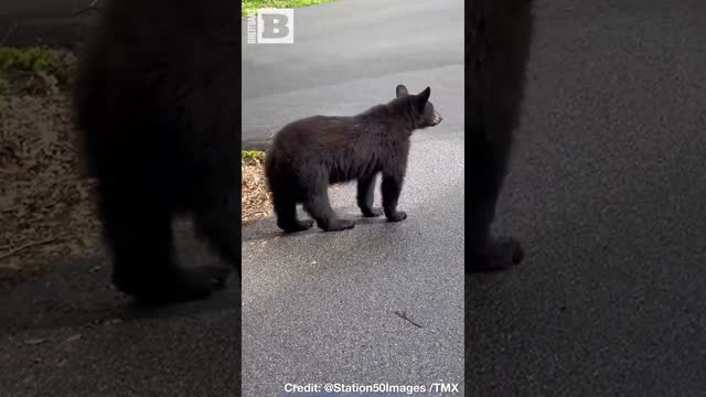 Look Both Ways! Man Drives Past Bear Politely Waiting at Stop Sign