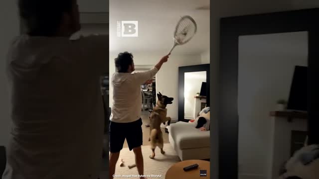 Snagged! Man Snatches Invading Bird Out of His Apartment with Lacrosse Stick