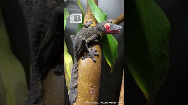 Insurance Commercial Audition?! Gecko Shows Off by Licking Its Eye