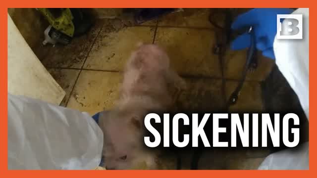 34 Animals Saved From a House of Horror � Owner Banned From Pets for 10 Years