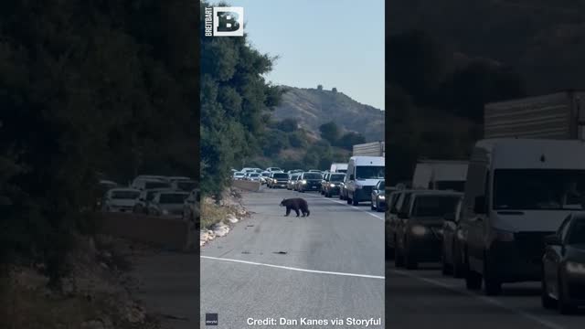 Wandering Bear Stops Traffic on California Highway