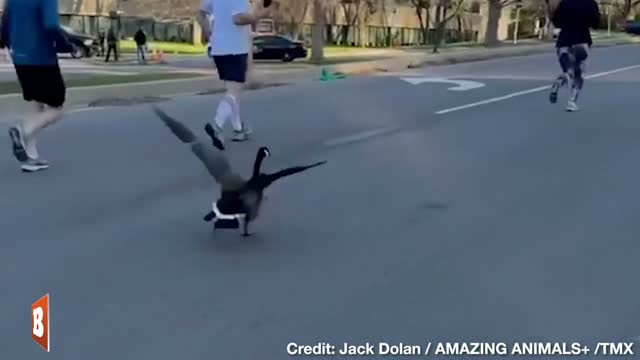 "Run, Goose, Ruuuun!" -- Goose COMPETES in Kansas City Half-Marathon