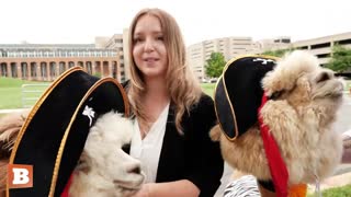 Alpacas Teddy and Truffle Show Support for Johnny Depp as Defamation Trial Concludes