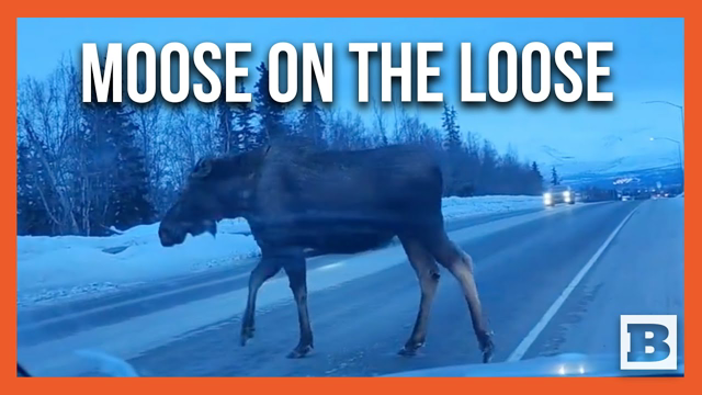 Traffic in Anchorage, Alaska Halts for Moose Casually Walking Across Road