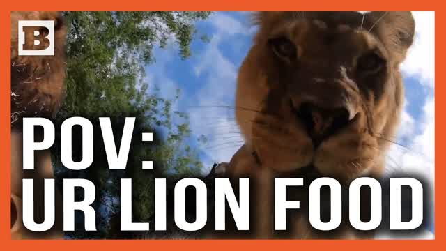 POV: You're Being Eaten by a Lion