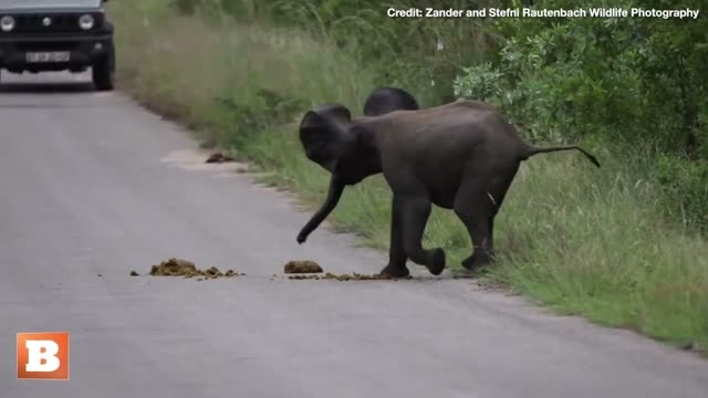 TANTOR?? Adorable Baby Elephant Practices Charging
