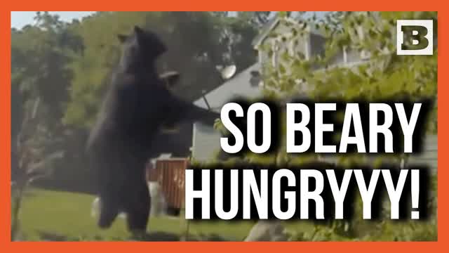 400-Pound Bear Turns Birdfeeder Into Buffet