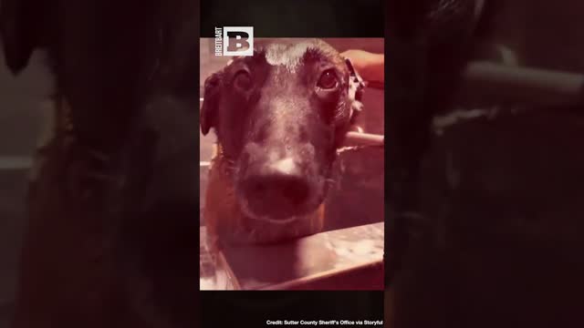 Clean K-9!! Sheriff's Office Posts Video of Police Dog's Bath Time