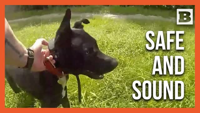 Scared Dog Saved From Traffic, Reunited With Family