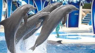 SeaWorld's Dolphin Show (voted "Best on YouTube")