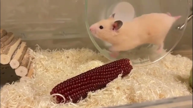 Funny Hamsters Videos Compilation #2  | 1 HOUR Hamster life