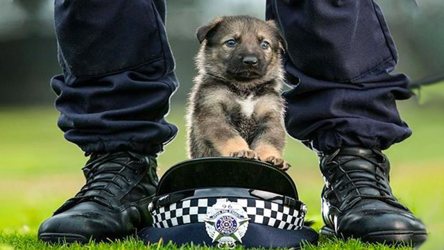 Funny and Cute German Shepherd Puppies Compilation #2 - Funniest GSD
