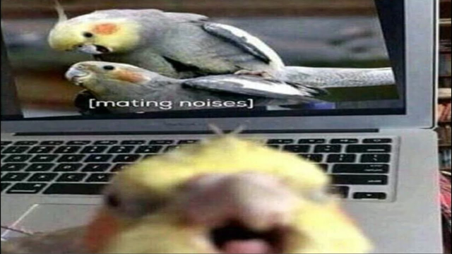 Parrot Being Dramatic & Weird For 13 Minutes - Funny and Cute Bird Compilation