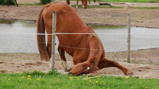 These funny horses totally ended my serious mood 😂 Funniest ANIMAL Videos