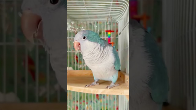 Hilarious Talking Parrots Compilation: Prepare to Burst into Laughter!