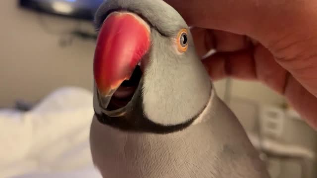 Funny Parrot Video- Milo the Indian ringneck parrot talking up a storm