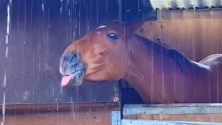 Funniest Horse Videos of 2025 That’ll Crack You Up In Seconds 🐎🤣