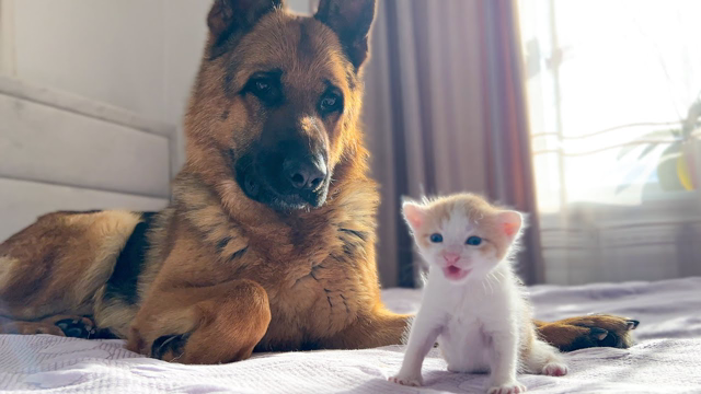 German Shepherd is Confused by the Meowing of a Tiny Kitten