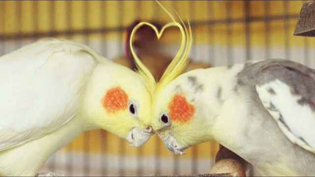 Cockatiels are the BEST | Happy Cockatiels | Cockatiel Funny Videos | Compilation |
