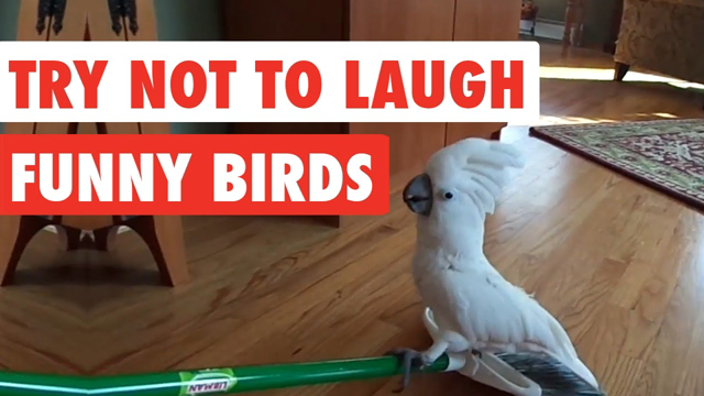 Try Not To Laugh | Funny Birds Video Compilation