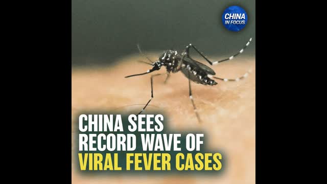 Potentially Deadly New Virus Outbreak in China Spread by Mosquitoes | Trailer | China In Focus