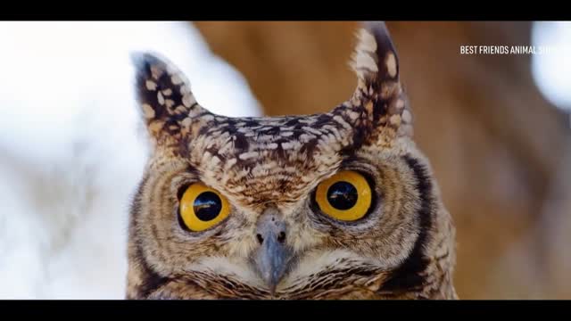 Animal Sanctuary Saves Owl Covered in Concrete