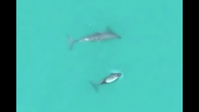 Mexico Sees Progress in Saving Endangered Porpoises