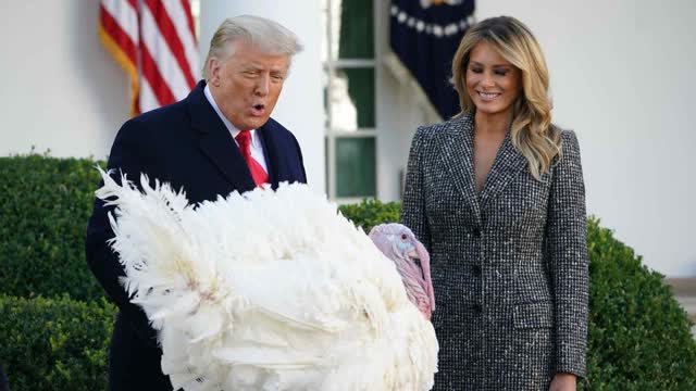 LIVE: Trump, First Lady Participate in Turkey Pardon Ceremony