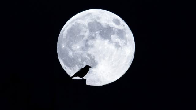 LIVE: Supermoon Lights up Skies Across Asia