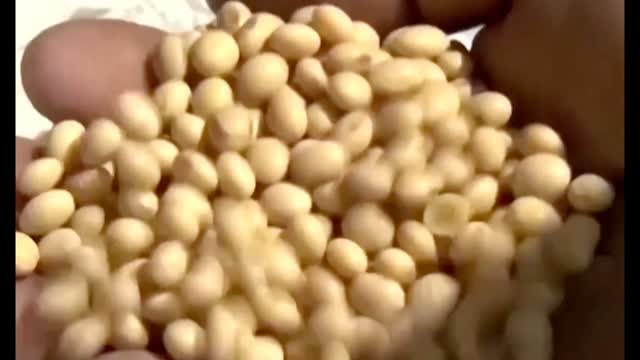 China to Buy 12 Million Metric Tons of US Soybeans, Transfer TikTok: Bessent