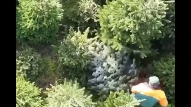 German Growers Begin Christmas Tree Harvest
