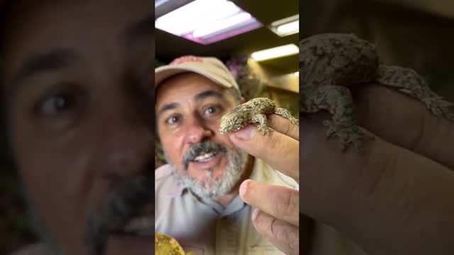 Baby vs Adult New Caledonian Gecko! 🦎 😳