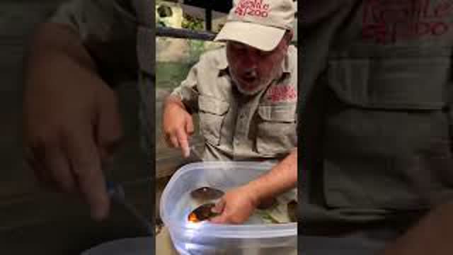 Hatching Baby Sharks at San Antonio Aquarium 🦈